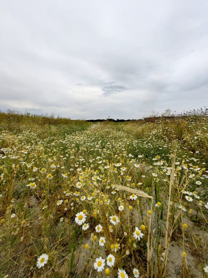 Gambloria promotions in Germany